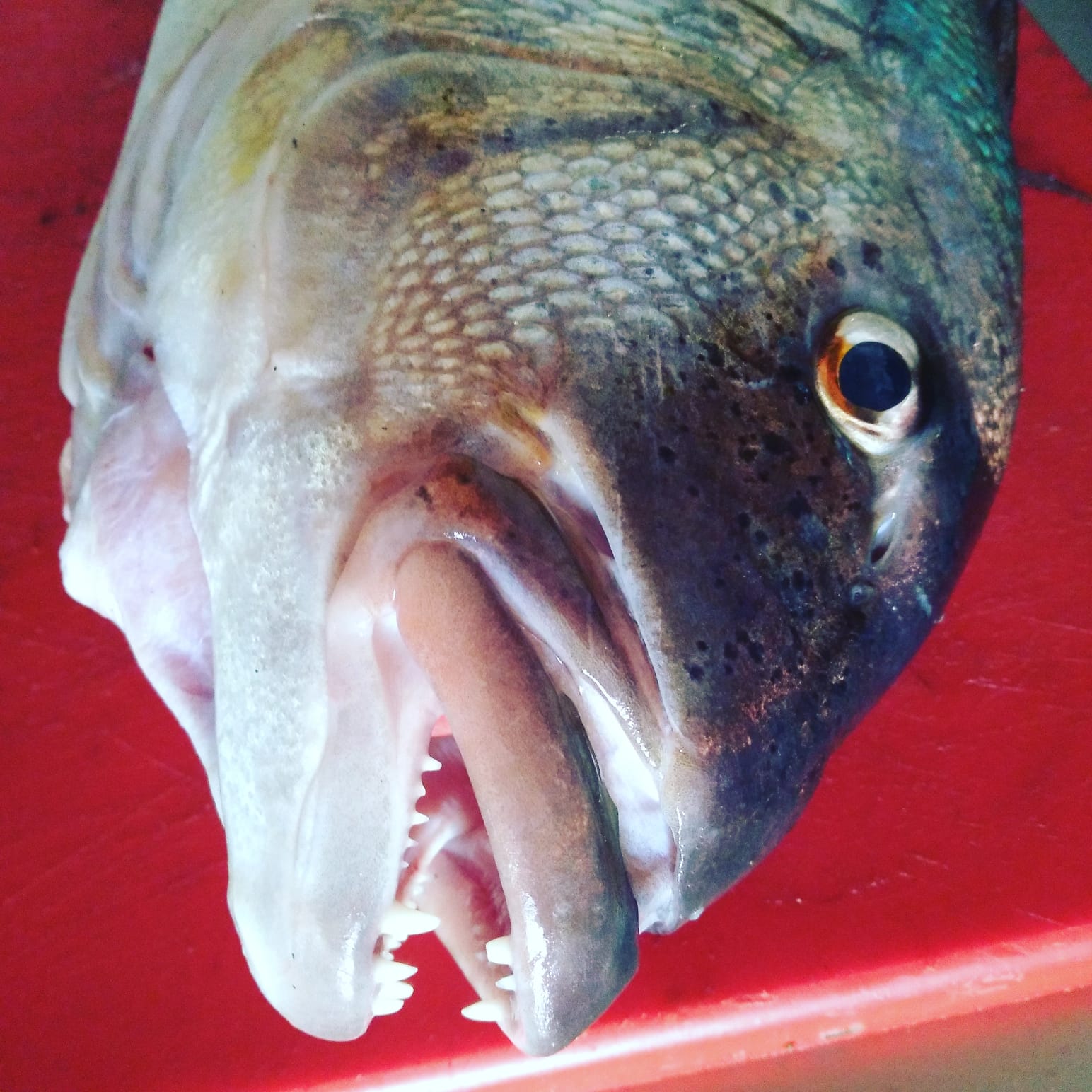 pargo